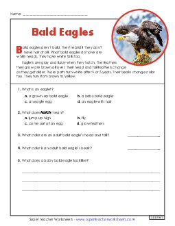 Bald Eagles (Short) 2nd Grade Reading Comprehension Reading Comp Short Worksheet