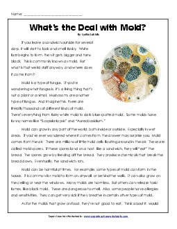 What\'s the Deal with Mold?  4th Grade Reading Comprehension Worksheet