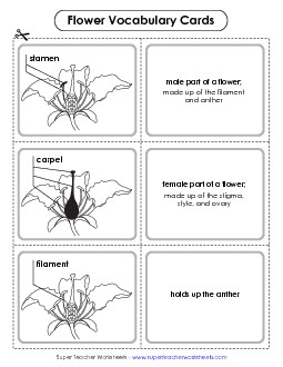 Flower Vocabulary Cards (Advanced) Plants Worksheet