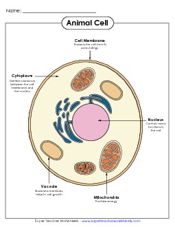 Animal Cell Parts (Color Poster) Cells Worksheet