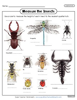 Measure the Insects (Nearest Quarter Inch) Measurement Worksheet