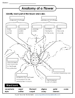 Parts of a Flower (Advanced) Plants Worksheet