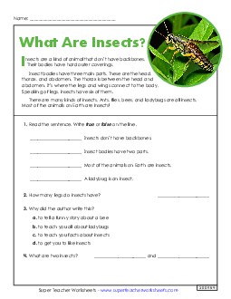 What Are Insects? (Short Article & Questions) 4th Grade Reading Comprehension 4th Grade Science Worksheet