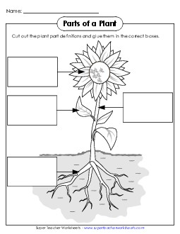 Parts of a Plant (Cut & Glue) 1st Grade Science Worksheet