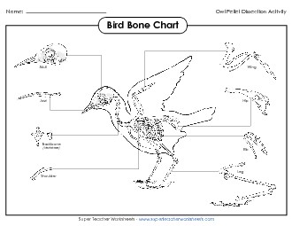 Bird Skeleton Bone Chart Owls Worksheet