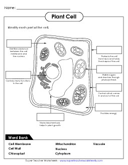 Identify Plant Cell Parts Cells Worksheet