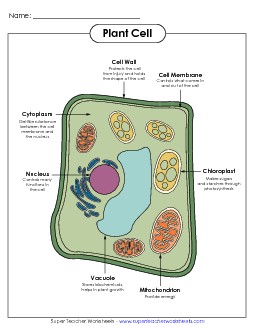 Science  Free Printable Worksheet