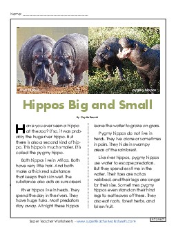 Hippos Big and Small 3rd Grade Reading Comprehension Worksheet