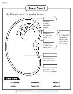 Parts of a Bean (Intermediate) Plants Worksheet