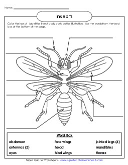 Label the Insect Parts 2nd Grade Science Worksheet