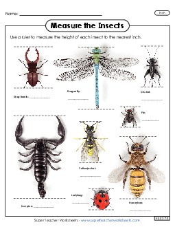 Measure the Insects (Nearest Inch) Measurement Worksheet