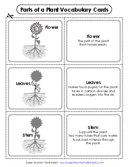 Plant Parts: Vocab Cards 1st Grade Science Worksheet