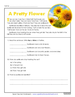 A Pretty Flower (Nonfiction) 2nd Grade Reading Comprehension Reading Comp Short Worksheet