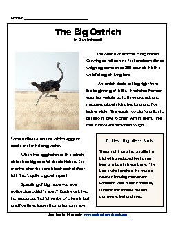 Ostriches  4th Grade Reading Comprehension Worksheet