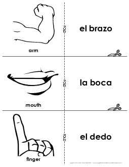 Flashcards: Body Parts Free Spanish Worksheet