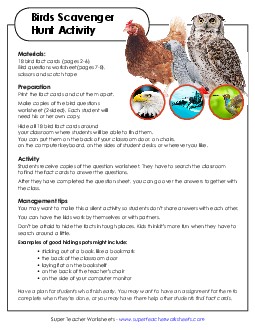 Birds Classroom Scavenger Hunt Animals Worksheet