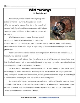 Wild Turkeys (Non-Fiction) 2nd Grade Reading Comprehension Worksheet