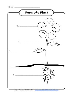 Parts of a Plant Worksheet Free Science Worksheet