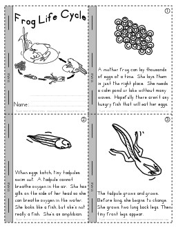 Mini Book: Frog Life Cycle Animals Worksheet