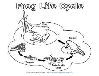 Frog Life Cycle Picture Free Animals Worksheet