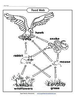 Food Web Picture Food Chains Worksheet