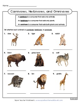 Carnivores, Herbivores,and Omnivores  Food Chains Worksheet