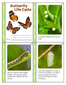 Mini Book: Butterfly Life Cycle Animals Worksheet