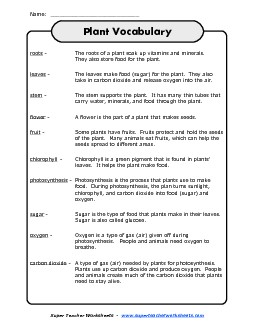 Plant Vocabulary Words Science Worksheet