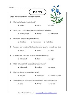 Plant Questions Science Worksheet