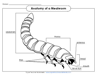 Mealworm - Picture (Black and White) Animals Worksheet