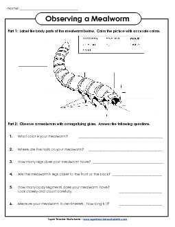 Observing Mealworms Animals Worksheet