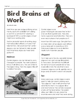 Bird Brains At Work 6th Grade Reading Comprehension Worksheet