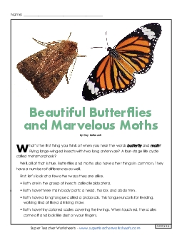 Difference Between Moths and Butterflies (Article) 4th Grade Reading Comprehension Worksheet