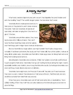 Tarantulas (Article) 4th Grade Reading Comprehension Worksheet