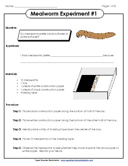 Mealworm Black/White Experiment #1 Animals Worksheet