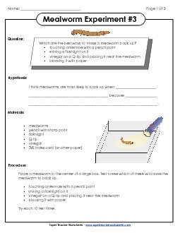 Mealworm Experiment #3 Animals Worksheet