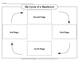 Mealworm Life Cycle Cut & Glue Animals Worksheet