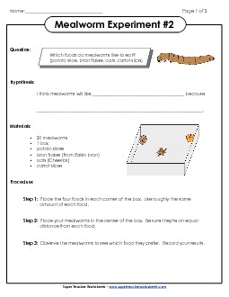 Mealworm Experiment #2 Animals Worksheet