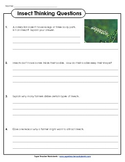 Insect Thinking Questions Animals Worksheet