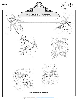 Insect Report Animals Worksheet