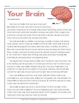 Your Brain Human Body Worksheet