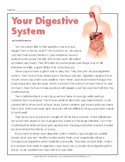 Your Digestive System Human Body Worksheet