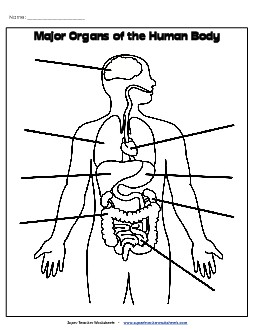 Label Major Organs Human Body Worksheet