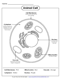 Animal Cell Coloring Free Cells Worksheet