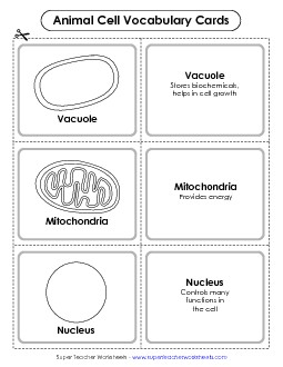 Animal Cell Vocabulary Cards Cells Worksheet