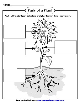 Parts of a Plant Cut & Glue (Basic) Plants Worksheet