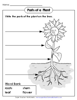 Plant Parts 1st Grade Science Worksheet