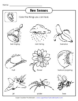 Sense of Hearing Five Senses Worksheet