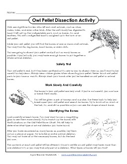 Owl Pellet Dissection Activity Owls Worksheet