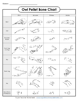 Owl Pellet Bone Chart Owls Worksheet